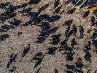 Cows aerial view, Buenos Aires,Argentina