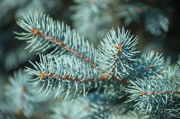 Naklejka na ściany i meble Blue spruce branches on a green background