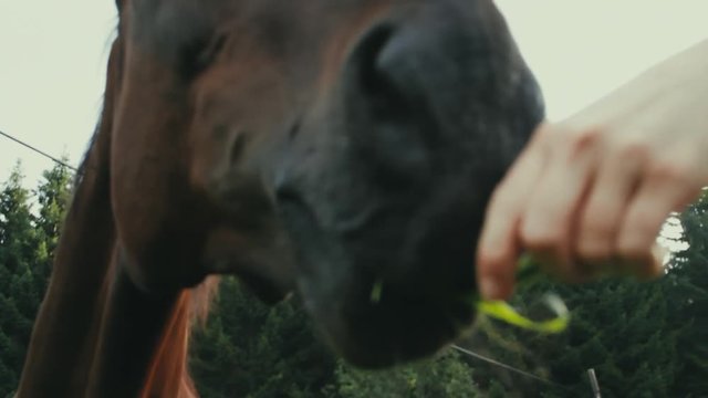 Horse approaches the camera to be fed in Scandinavia, the North of Europe.