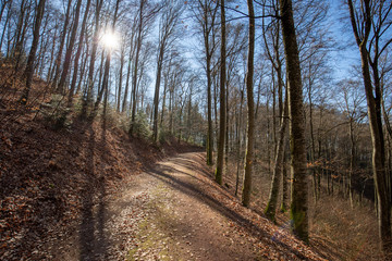 Obraz premium Frühling im Schwarzwald