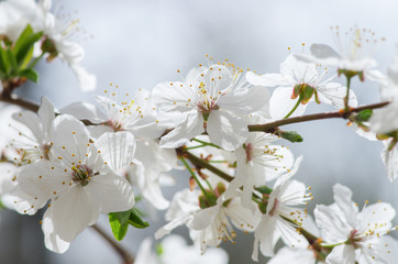 Fototapeta na wymiar white cherry tree flower in spring