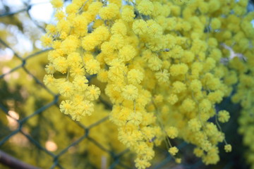 flowery yellow mimosa plant. gift for women's day or mother's day. spring is coming