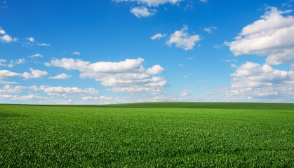 Image of green grass field and bright blue sky