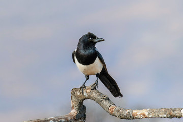 Eurasian magpie (pica pica) sits on a branch