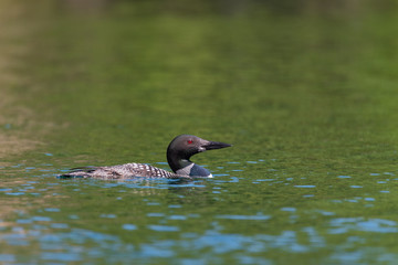 Common Loon (gavia immer) swimming in the lake 
