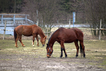 Dwa brązowe konie na pastwisku