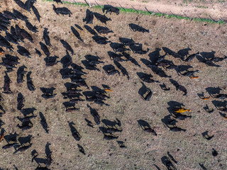 Cows aerial view, Buenos Aires,Argentina