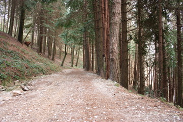 uphill path. path surrounded by tall pine trees along the pavement. nature grows geometric in the forest
