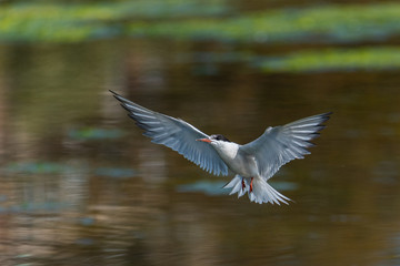 Common Tern (Sterna hirundo) coming in for landing