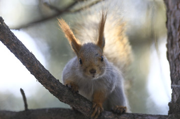 Naklejka na ściany i meble squirrel on a tree looks into the lens
