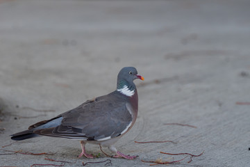 Common Wood Pigeon (columba palumbus) wandering the streets of Copenhagen