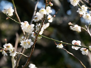 梅の花