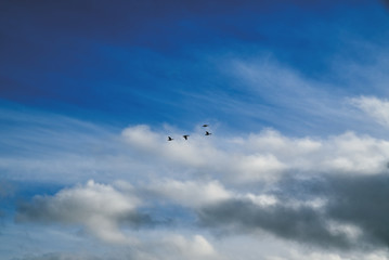 birds in flight