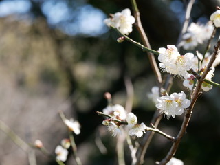 梅の花