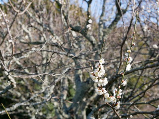 梅の花