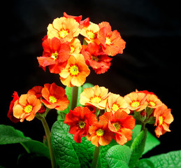 Polyanthus plant. A beautiful spring flower.