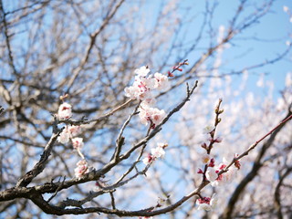 梅の花