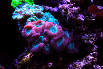 Caulastrea Trumpet long polyp stony coral in reef aquarium