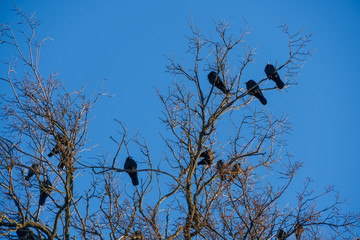 Group of black crows or ravens on top of a leafless birch tree in early spring, sunny day. Flock of crows is called a murder