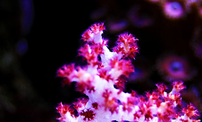 Dendronephthya sp. (Tree soft coral)