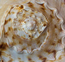 Big cockleshell. Close up snail conch texture