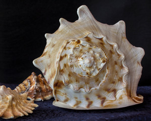 Big cockleshell. Close up snail conch