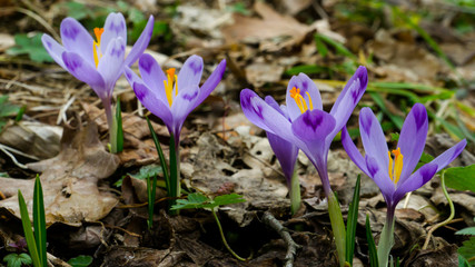 blooming beautiful saffron flower in the forest