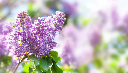 Fototapeta na wymiar Springtime landscape with bunch of violet flowers. Blossoming Syringa lilac bush. blooming plant on blurred background. soft focus photo, copy space