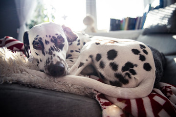 dalmatian