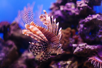 Naklejka na ściany i meble Red lionfish Pterois miles swimming hunting in ocean. Dangerous poisonous fish close-up. Coral nature background.