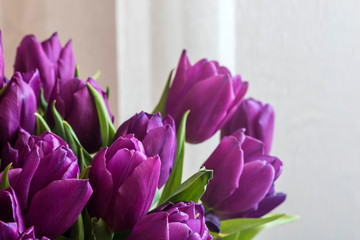 Beautiful purple festive tulips near the window.