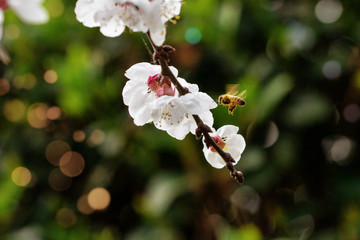 Apricot blossom in spring with bee at work