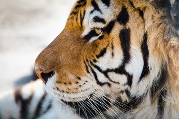 Obraz premium Tiger face in detail from left side.