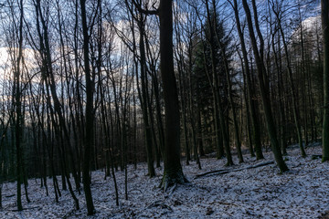 forest in winter on a sunny day with blue sky