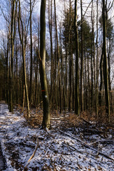forest in winter on a sunny day with blue sky