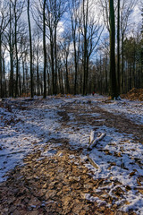 forest in winter on a sunny day with blue sky