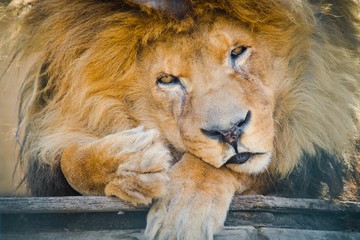 Naklejka premium Old sad lion sitting in 