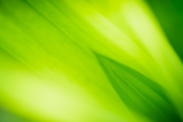 Close up beautiful view of nature green leaves on blurred greenery tree background with sunlight in public garden park. It is landscape ecology and copy space for wallpaper and backdrop.