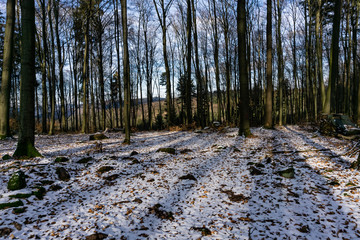 forest in winter on a sunny day with blue sky