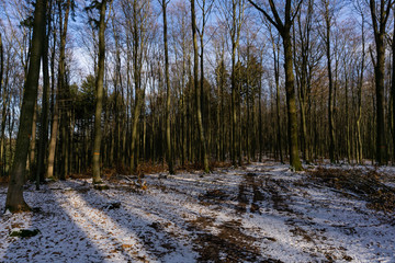forest in winter on a sunny day with blue sky