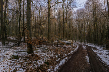 forest in winter on a sunny day with blue sky