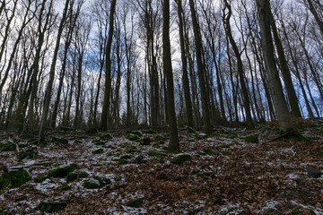 forest in winter on a sunny day with blue sky