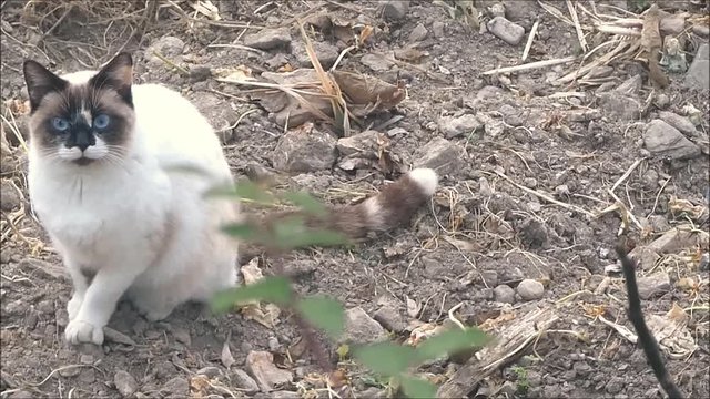 Blue eyed birman breed cat in Andalusian countryside looking at camera