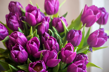 Fototapeta premium Beautiful background of fresh tulips, symbol of warmth and spring