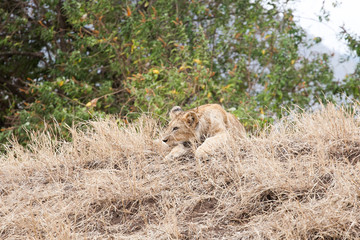 Young lion cub (Panthera Leo)