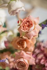 close-up of buds of fresh orange roses in the sun rays