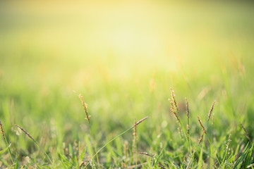 Close up beautiful view of nature green grass on blurred greenery tree background with sunlight in public garden park. It is landscape ecology and copy space for wallpaper and backdrop.