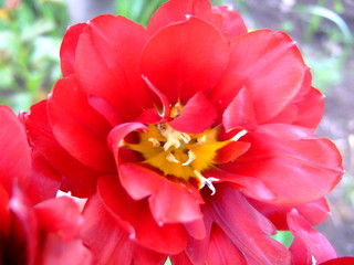 Fototapeta na wymiar Blooming bright red tulips in the spring garden