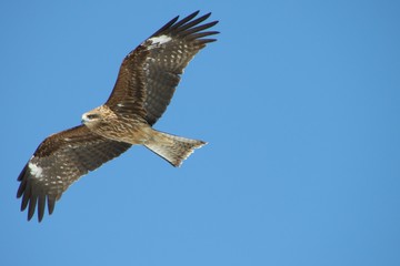 Fototapeta premium チュウヒ