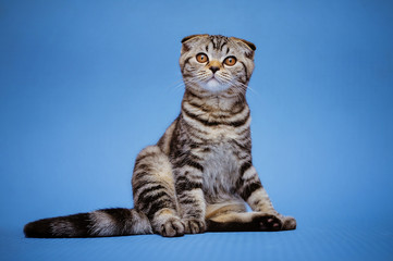 Little kitten on a black background